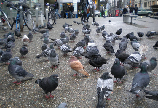 It's time to appreciate pigeons!