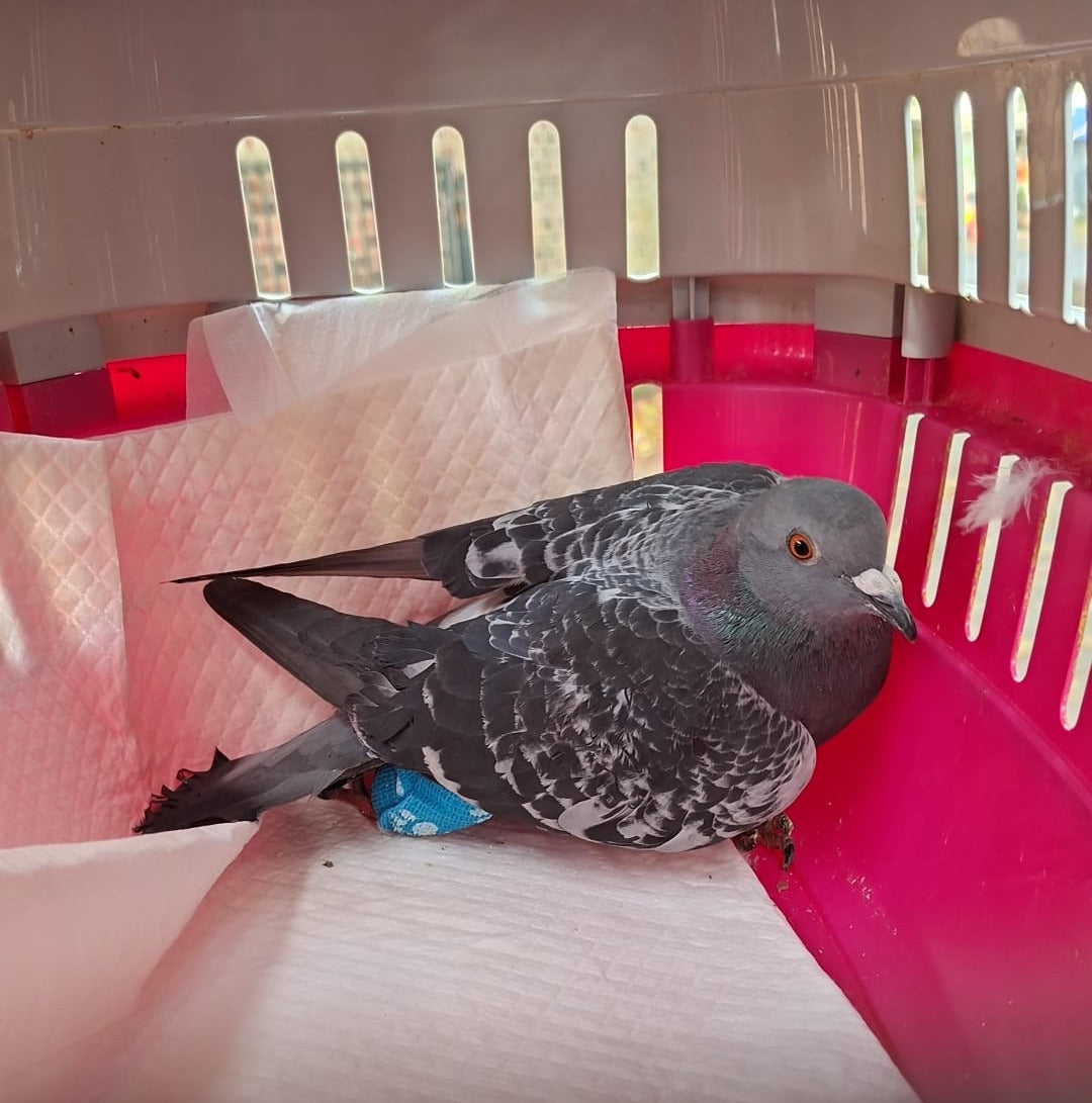 A pigeon with chequered plumage sitting at the back of a pet carrier. The lower half of the carrier is red and the top half is white. The pigeon has a blue cast on his right leg.
