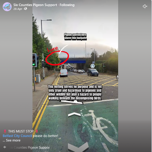 Pigeons are not at fault for the Glasgow Hospital tragedy