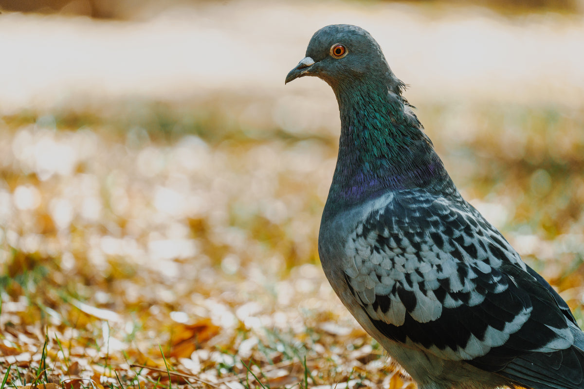 Close up of a pigeon standing in grass.